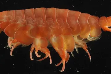 Eurythenes atacamensis.