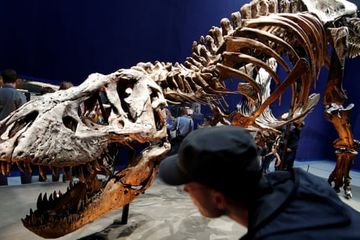 Para pengunjung melihat kerangka dinosaurus Tyrannosaurus rex berusia 67m tahun di Museum Sejarah Alam Nasional Prancis pada 2018.
