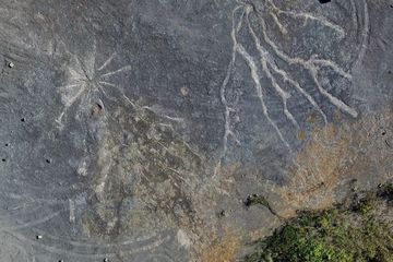 Fosil Hutan Berusia 385 Juta Tahun, Ditemukan di Cairo, New York