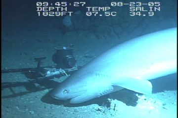 OceanX Ungkap Populasi Hiu Enam Insang, Predator Terbesar Laut Dalam