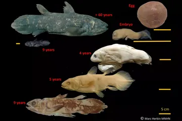 Ikan coelacanth tumbuh sangat lambat dan bisa hidup mencapai 100 tahun.
