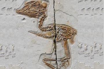 Arkeolog Singkap Fosil Berusia 120 Juta Tahun, Mirip Tyrannosaurus Rex