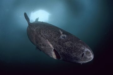 Seekor hiu Greenland sedang berenang menyusuri perairan dingin Kutub Utara dan Atlantik Utara dengan perlahan.