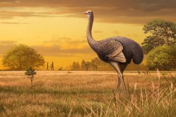 Ilustrasi burung raksasa bernama Pachystruthio dmanisensis.