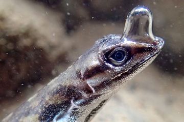 Gelembung udara di sekitar moncong kadal Anolis ini dapat membantu mereka bernapas di bawah air 18 menit lamanya.
