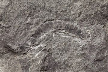 Temuan fosil Kampecaris obanensis millepede, makhluk pertama yang hidup di daratan.