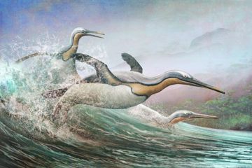 Penguin raksasa, seperti kumimanu ini, pernah hidup di Selandia Baru sekitar 60 juta tahun silam. Penguin jauh lebih tua dari yang diperkirakan sebelumnya. Evolusi mereka mungkin berasal dari zaman dinosaurus. Berdasarkan temuan fosil kakinya, peneliti memperkirakan tinggi penguin ini mencapai 1,5 meter. Canterberry Museum menjulukinya 'Penguin Monster'. 