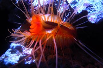 Mengapa 'Kerang Disko' Bisa Menampilkan Pertunjukan Cahaya Cemerlang?