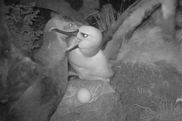 Kekerasan ini baru bagi sains, Di Pulau Gough, batu sepi di tengah Atlantik Selatan, para peneliti baru-baru ini menemkan petrel raksasa selatan, yang biasanya memakan ikan, krill, dan burung muda, justru berburu dan membunuh albatros dewasa yang besar. (Michelle Risi)