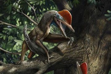 Rekonstruksi kehidupan K. antipollicatus, dinosaurus terbang pertama yang dijuluki Monkeydactyl dengan ibu jari berlawanan yang ditemukan di Liaoning, China.