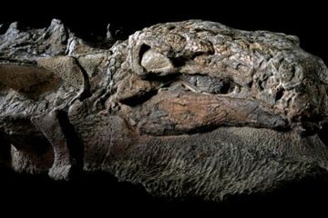 Nodosaurus merupakan dinosaurus tertua yang diketahui dari Alberta dan memiliki kulit seperti lapis baja.