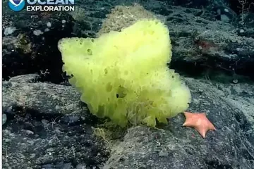 Spons laut dan bintang laut mirip SpongeBob SquarePants dan Patrick Star yang ditemukan di dekat sebuah gunung bawah laut dii Atlantik.