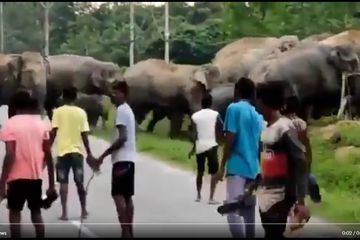 Cuplikan gambar video sekelompok warga di India mengejek kawanan gajah yang sedang menyeberang jalan.
