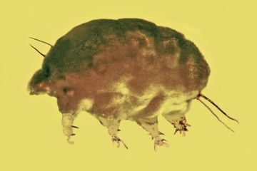 Fosil yang diawetkan dalam amber Dominika mengungkapkan keluarga, genus, dan spesies mikroinvertebrata baru dari periode pertengahan Tersier, sebuah penemuan yang menunjukkan garis keturunan unik dari makhluk kecil yang hidup 30 juta tahun yang lalu.
