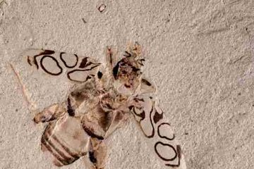 Spesies kumbang berkaki katak baru, Pulchritudo attenboroughi, atau Kecantikan Attenborough.
