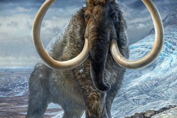 Ilustrasi mamut berbulu di Alaska.