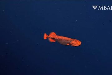 Melihat Whalefish, Ikan Misterius yang Tertangkap Kamera di California