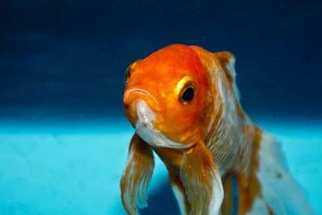 Sirip ikan mas run-of-the-mill memiliki struktur berlapis.