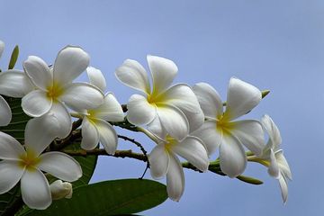 Bunga kamboja (Plumeria) kerap ditemukan di areal pemakaman karena warna dan aromanya yang mencolok. Meski demikian, tanaman ini berasal dari kawasan tropis Amerika Latin, dan sejatinya digunakan untuk ritual adat masyarakat Nusantara.