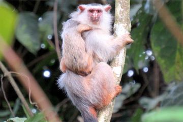 Penemuan Spesies Baru Marmoset, Monyet Dunia Baru dari Amazon 