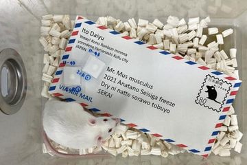 Ini adalah foto seekor tikus yang dihasilkan dari sperma yang dikirim melalui amplop.