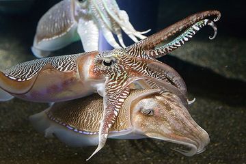Sotong atau cuttlefish ternyata memiliki daya ingat yang kuat.