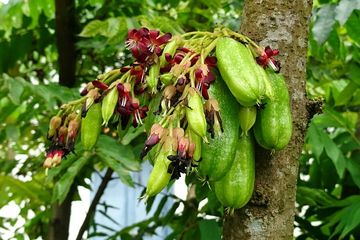 3 Manfaat Belimbing Wuluh untuk Kecantikan, Bisa Hilangkan Panu Juga!