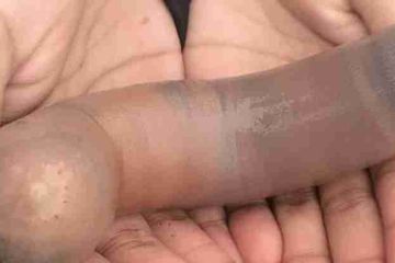 Uniknya Cacing Penis, Mengapa Mereka Menarik dan Penting Bagi Laut?