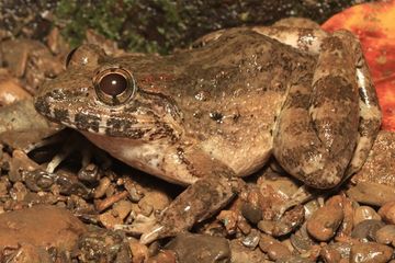 Spesies baru katak bertaring mindoro atau Limnonectes beloncioi.
