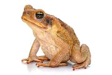 Rhinella marina, kodok tebu dari Bermuda. Kecebong kodok tebu memangsa kecebong yang baru lahir dan mendapatkan nutrisi. Praktik ini menjadi cara untuk mengurangi persaingan antar individu.