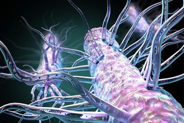 Kawat nano bercabang dari permukaan mikroba Geobacter. 