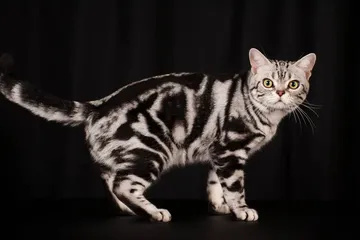 Kucing rumahan.