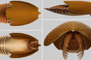 Rekonstruksi grafis Titanokorys gainesi, arthropoda purba dari 500 juta tahun lalu atau periode Kambrium.