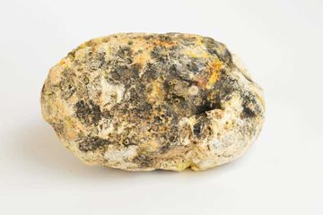 Ambergris, Sekresi Paus Kotaklema dalam Sejarah Parfum Sampai Es Krim