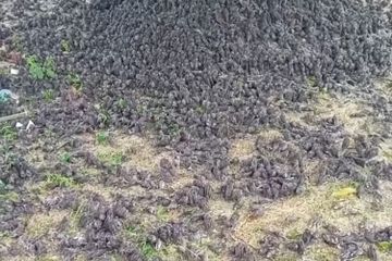 Fenomena langka ratusan burung pipit berjatuhan