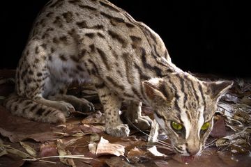 Kucing congkok (Prionailurus bengalensis) merupakan spesies berisiko rendah menurut IUCN, sebab ia terdistribusi secara luas, tetapi terancam oleh hilangnya habitat dan perburuan di beberapa bagian persebaran. Satwa ini merupakan salah satu spesies karnivora paling luas di Asia, dan dapat ditemukan di sebagian besar Asia selatan.                        