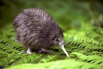 Burung kiwi