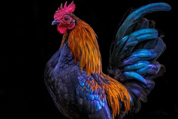 Bagaimana ayam bisa didomestikasi? Awalnya dijinakkan di sekitar Asia Tenggara dan menyebar ke seluruh dunia.