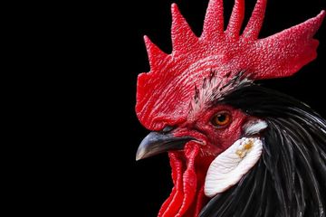 Selidik National Geographic: Kenapa Ayam Jantan Berkokok Setiap Pagi?