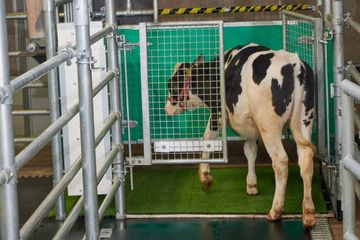 Upaya Kurangi Gas Rumah Kaca, Anak Sapi Dilatih Buang Air di Toilet