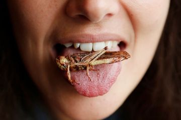 Sudah lama sejak serangga disarankan menjadi makanan banyak orang di seluruh dunia.