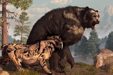Beruang berwajah pendek adalah mamalia predator terbesar di Amerika Utara.