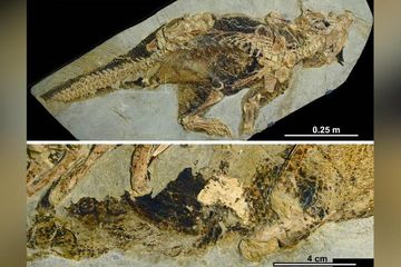 Fosil Psittacosaurus, dinosaurus yang ditemukan di Tiongkok.