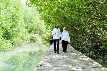 Hutan Mangrove Jadi Sorotan Saat Jokowi Mengunjungi Tahura Ngurah Rai