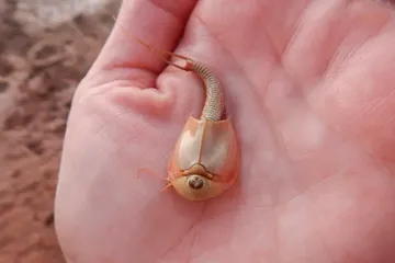 Triops, 