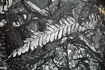 Fosil tanaman purba Pteridosperma yang tersisa di bongkahan karbon di sebuah pertambangan batubara Pennsylvania. Fosil sejenis ini membuka tabir bagaimana hutan hidup di zaman es Pangea.
