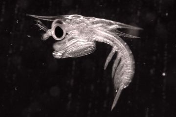 Pada usia 9 hari, larva udang mantis (Gonodactylaceus falcatus) ini mampu  melakukan pukulan ultracepat.