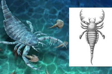 Terropterus xiushanensis merupakan kalajengking laut purba yang memiliki panjang mencapai satu meter&mdash;seukuran anjing.