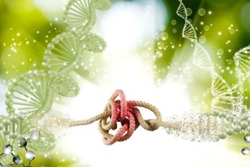 Hotspot evolusi disebabkan oleh kusut dalam DNA yang dapat mengganggu mesin replikasi DNA, mengakibatkan mutasi.
