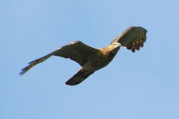 Hindari Cuaca Dingin, Burung-burung Raptor Bermigrasi Lewati Indonesia